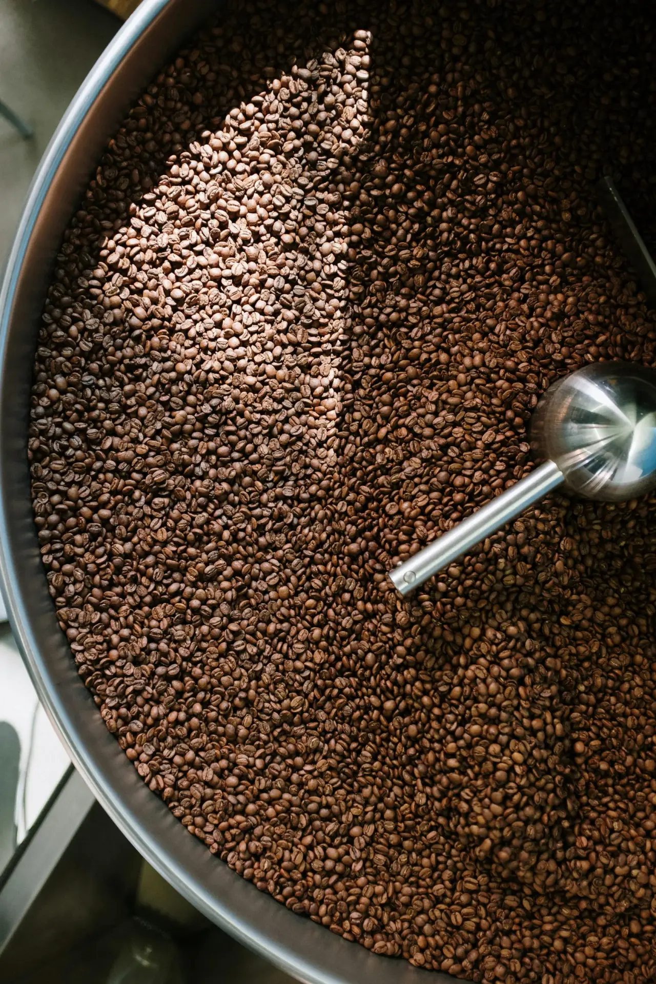 Freshly roasted coffee beans in a roaster's cooling tray with a sampling scoop